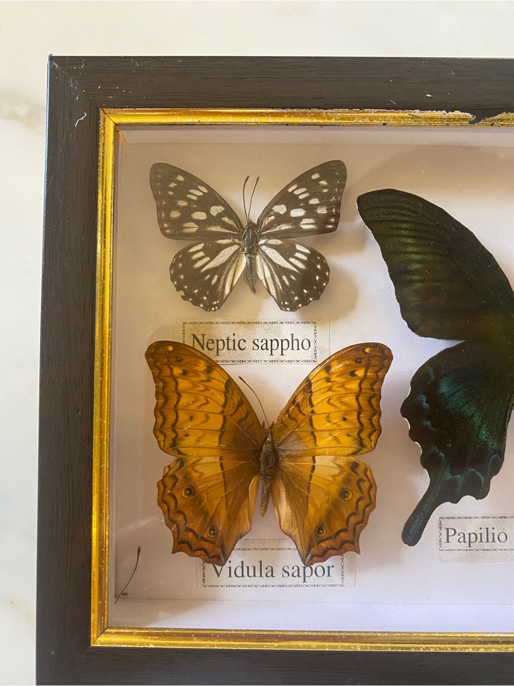 Framed Multi-Butterfly Specimens Shadow Box Wall - Picture 3 of 6